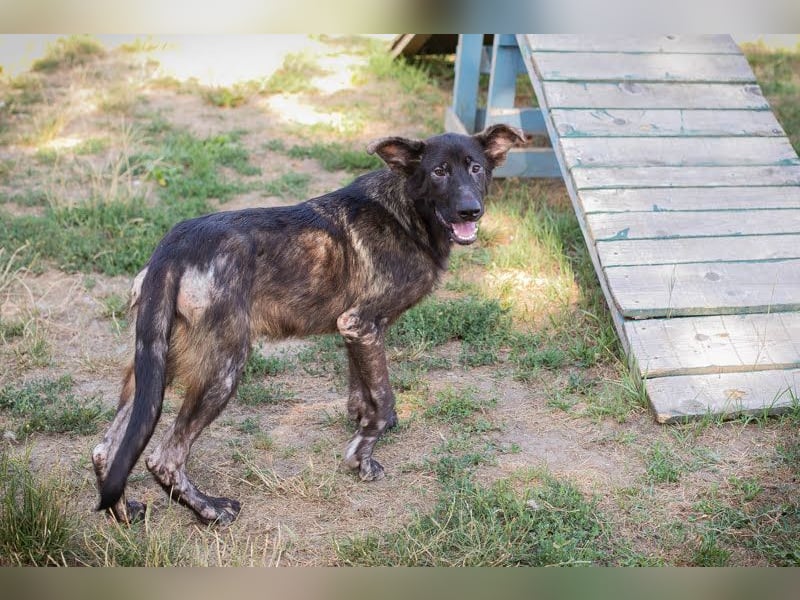 Titus: Fröhlicher Riese sucht Familie