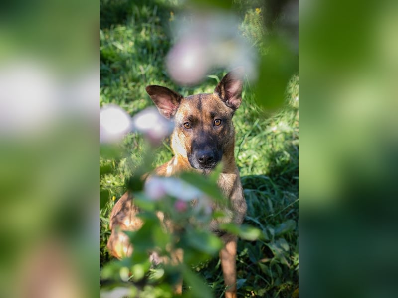 Cassy sucht ein Zuhause