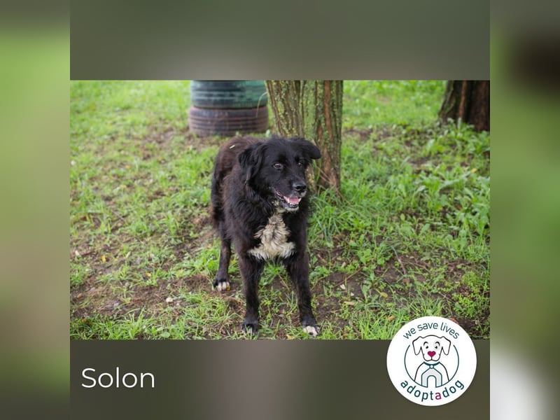 Solon: Tapferer Hundeopa