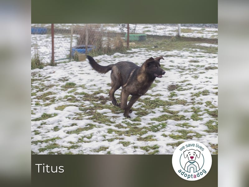 Titus 269957 sucht ein zu Hause