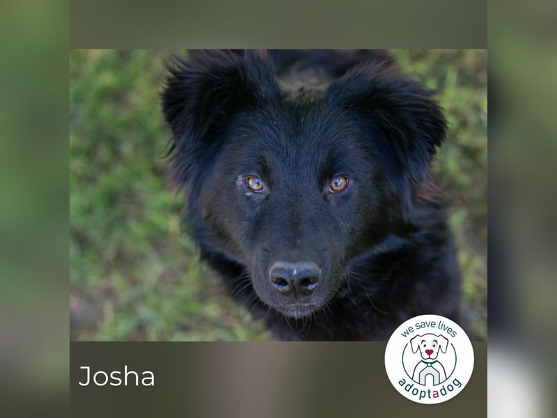 Josha sucht ein Zuhause