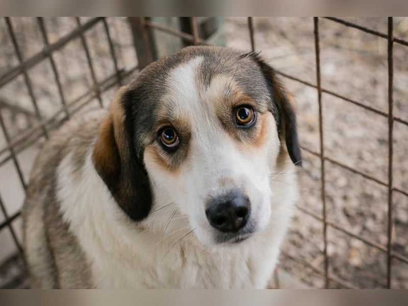 Chip 256646 sucht ein Zuhause