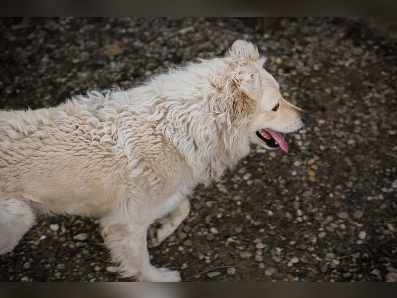 Chip 128917 sucht ein Zuhause