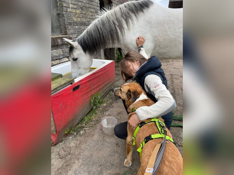 Kimbo: Sensibler Herzenshund mit großem Potenzial