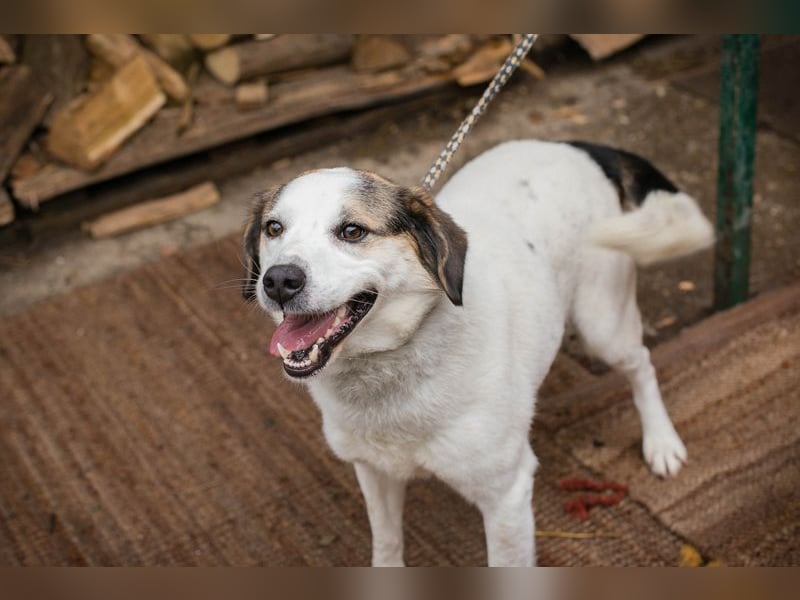 Casper sucht ein Zuhause