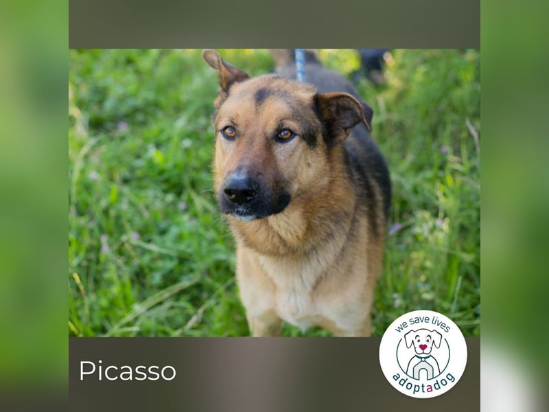Picasso sucht ein Zuhause