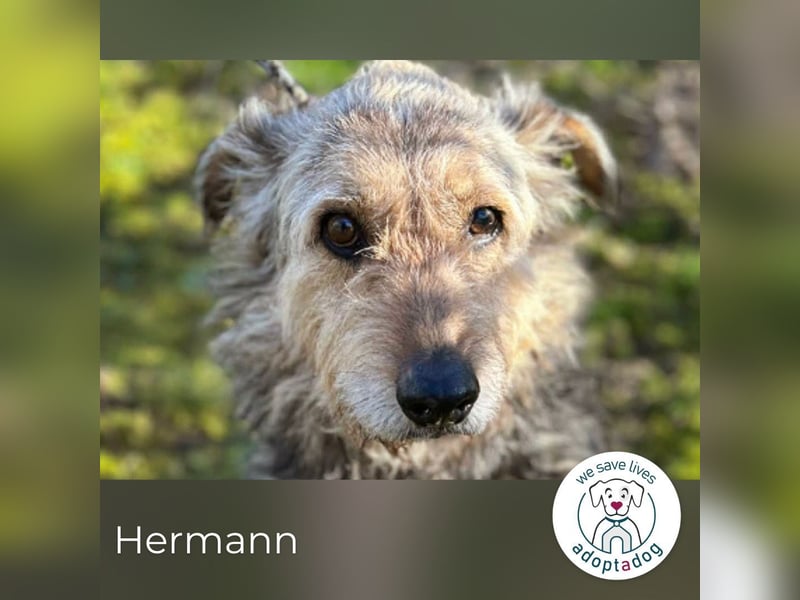 Hermann: Vorsichtiger Charmeur