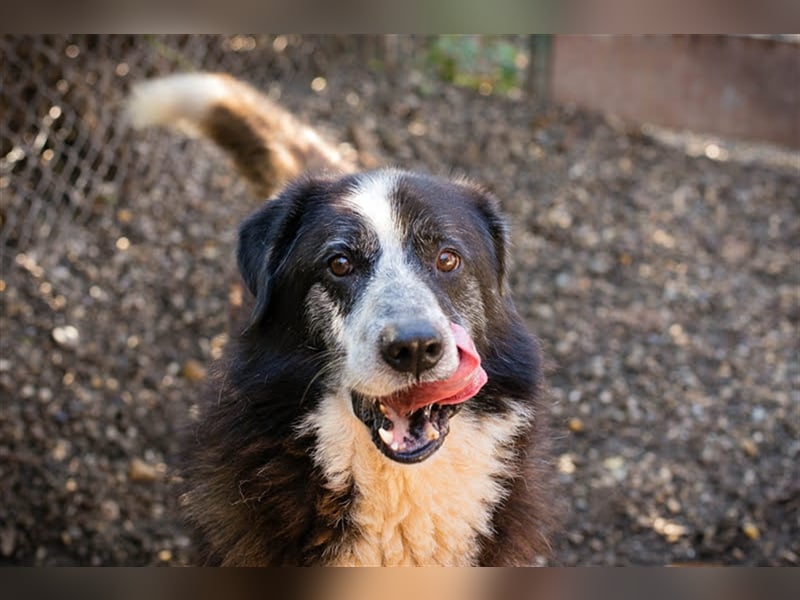 Ajani – Sieger der Herzen