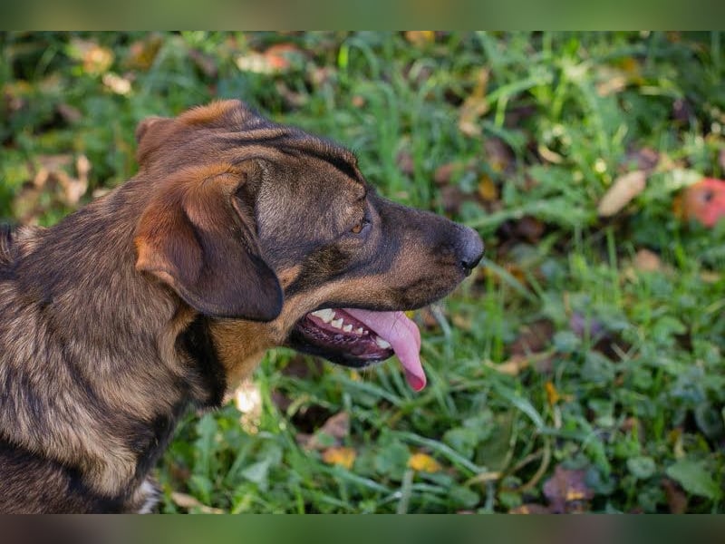 Freddy – Verspielter Entdecker sucht dich