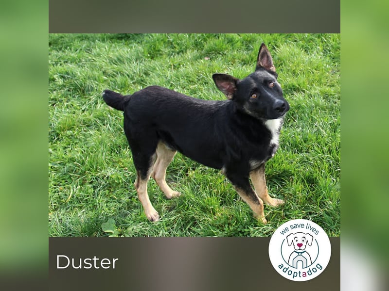 Duster: Sanfter Freund auf vier Pfoten