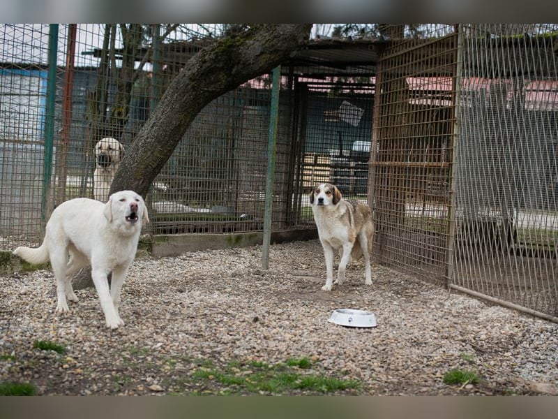 Chip 256646 sucht ein Zuhause