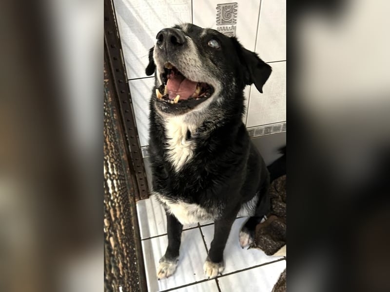 Rolfi sucht ein Zuhause