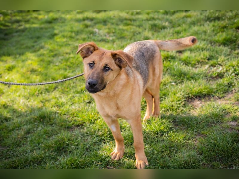 Chip 271878 sucht ein Zuhause