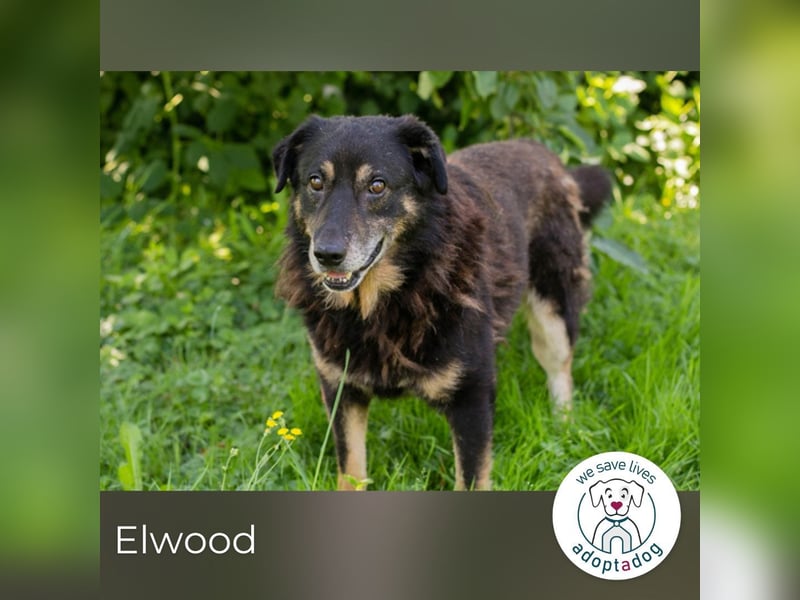 Elwood 254535 sucht ein zu Hause