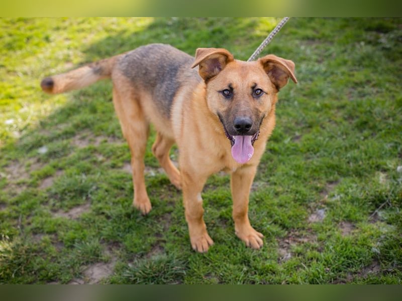 Chip 271878 sucht ein Zuhause