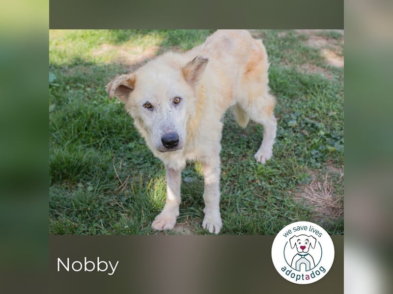 Nobby: Letzte Jahre in Geborgenheit