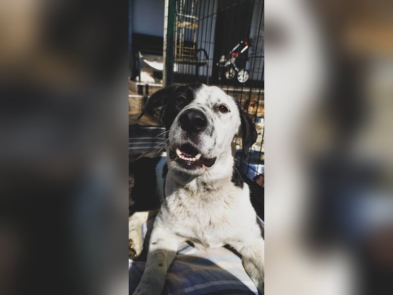 Felix 84922 sucht ein zu Hause