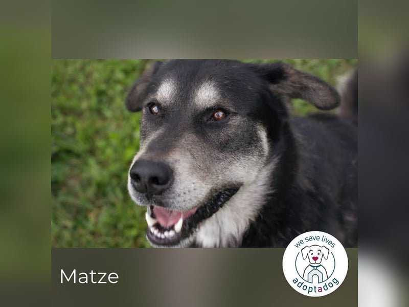 Matze 154018 sucht ein zu Hause