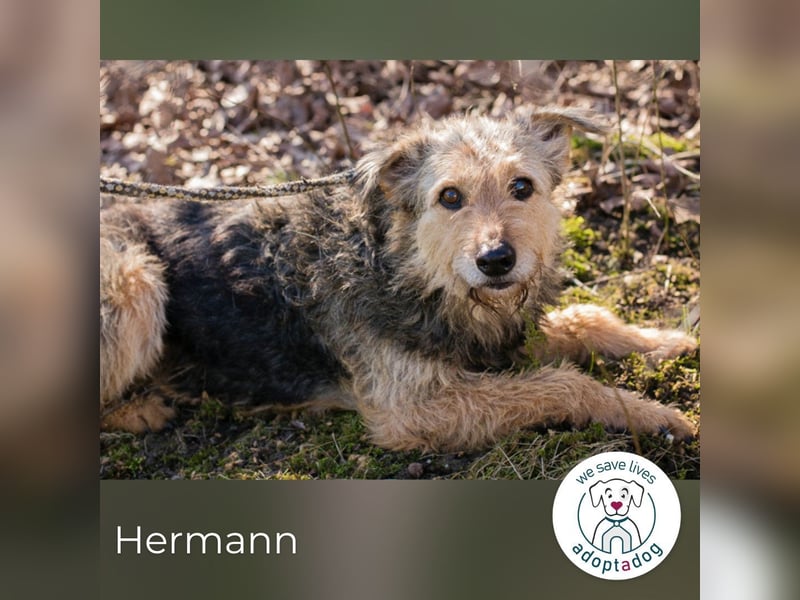 Hermann 2158958 sucht ein zu Hause