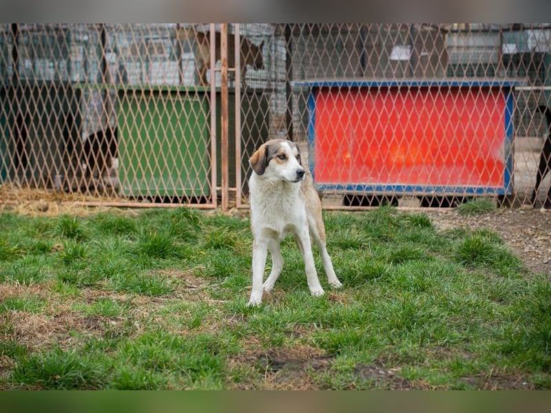 Chip 256646 sucht ein Zuhause