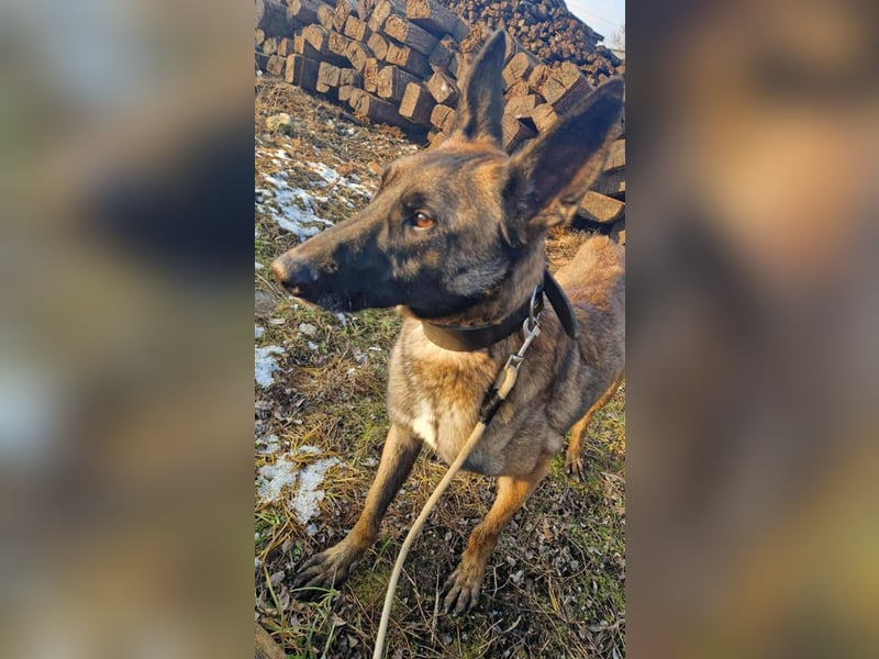 Airi: sucht ein Zuhause