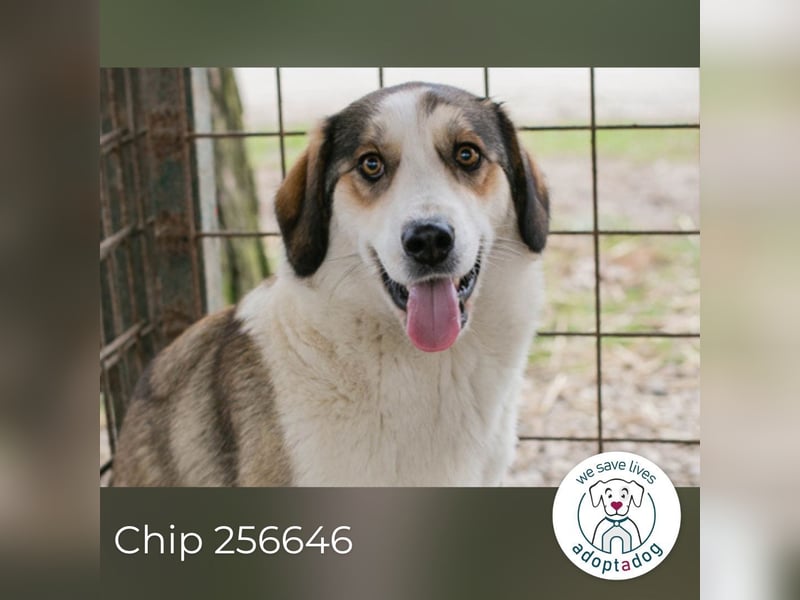 Chip 256646 sucht ein Zuhause