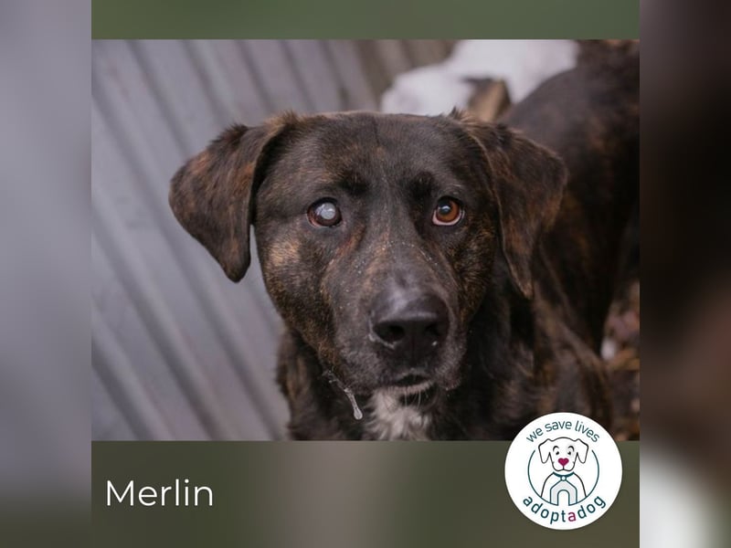 Merlin: Ein Herz voller Freundlichkeit