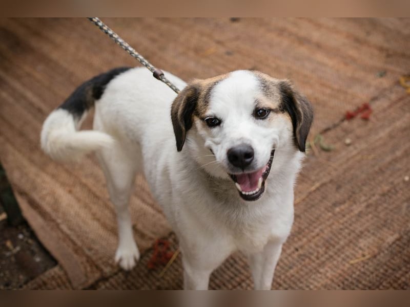 Casper sucht ein Zuhause