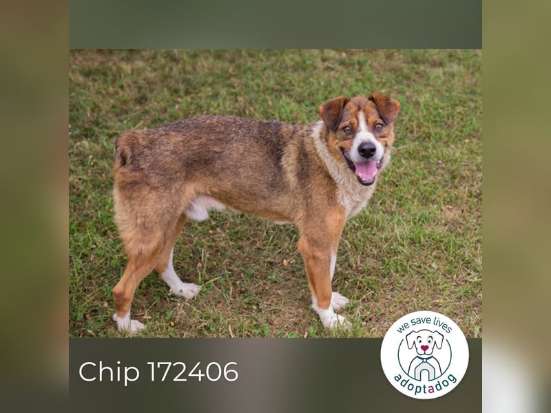 Chip 172406 sucht ein Zuhause