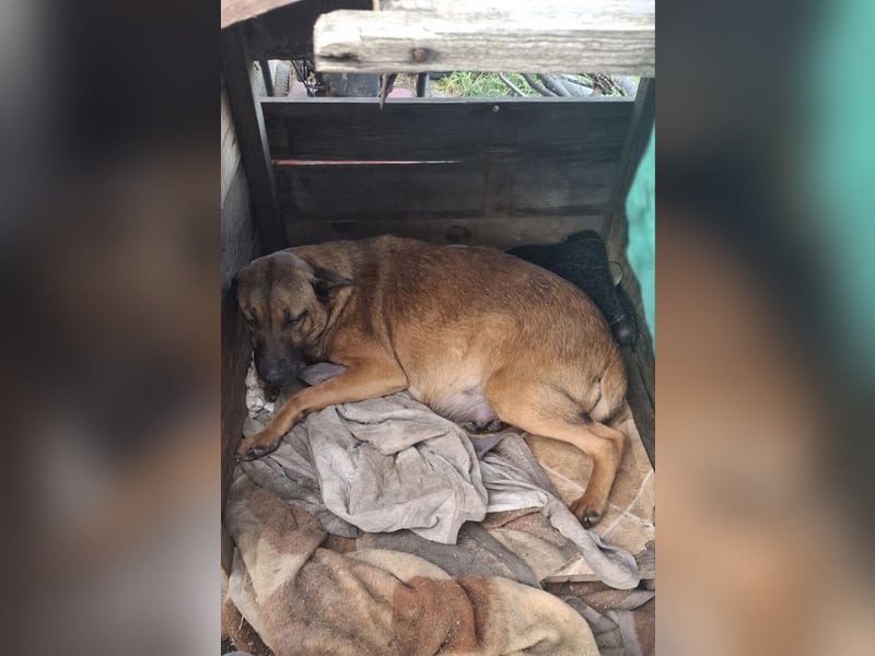 Cassy sucht ein Zuhause