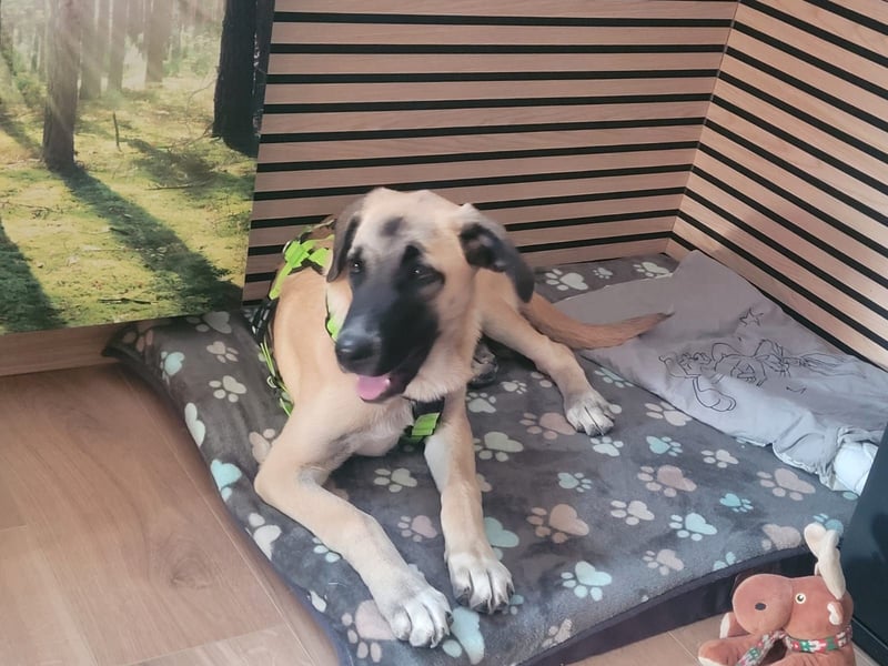 Skadi II sucht ein zu Hause