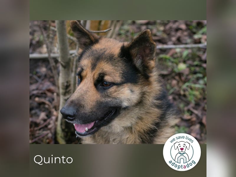 Quinto sucht ein Zuhause