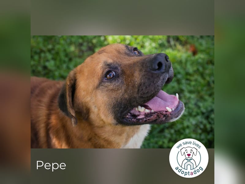 Pepe: Liebevoller Rüde
