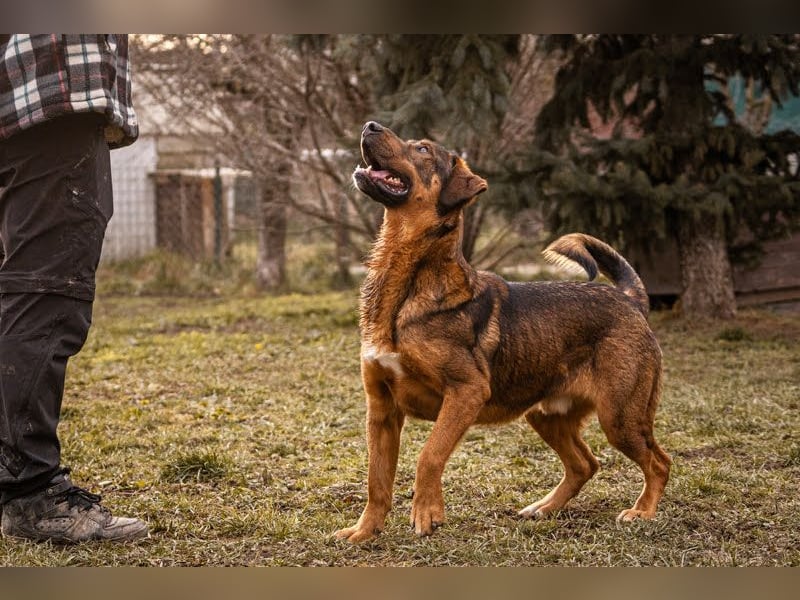 Freddy – Verspielter Entdecker sucht dich