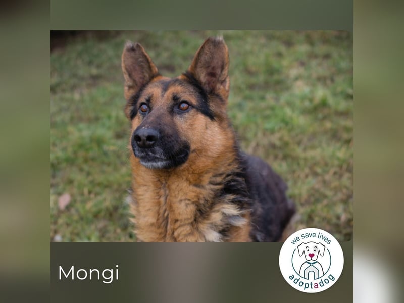 Mongi hofft auf seine Chance