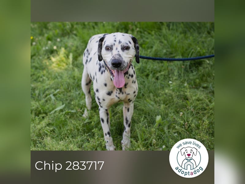 Chip 283717 sucht ein Zuhause