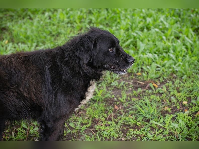 Solon: Tapferer Hundeopa