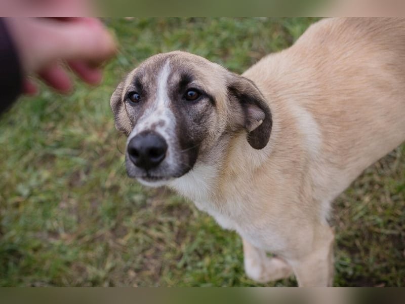 Gunter sucht ein Zuhause