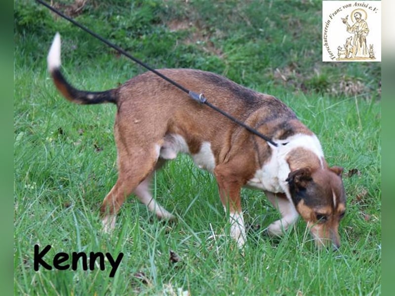 Kenny - aktiver Familienhund
