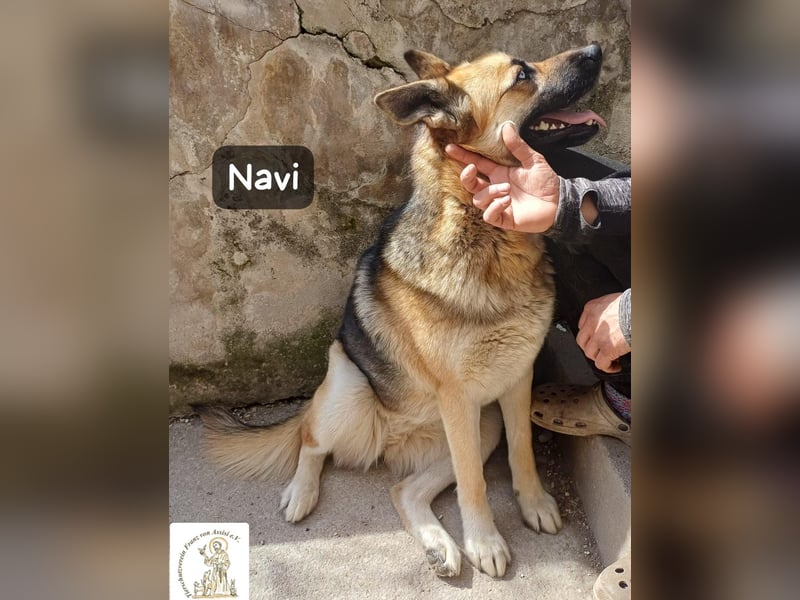 Navi – stark, sensibel, besonders – sucht ihr Gegenstück!