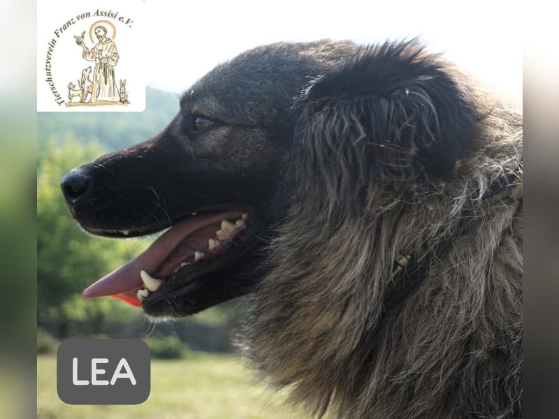 Lea – Ein Blick in ihr Gesicht – und du bist für immer verloren!