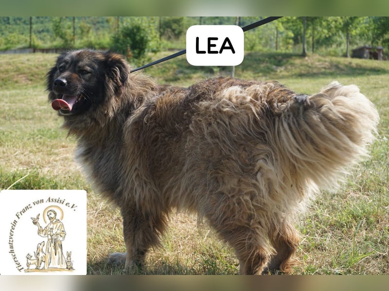Lea – Ein Blick in ihr Gesicht – und du bist für immer verloren!