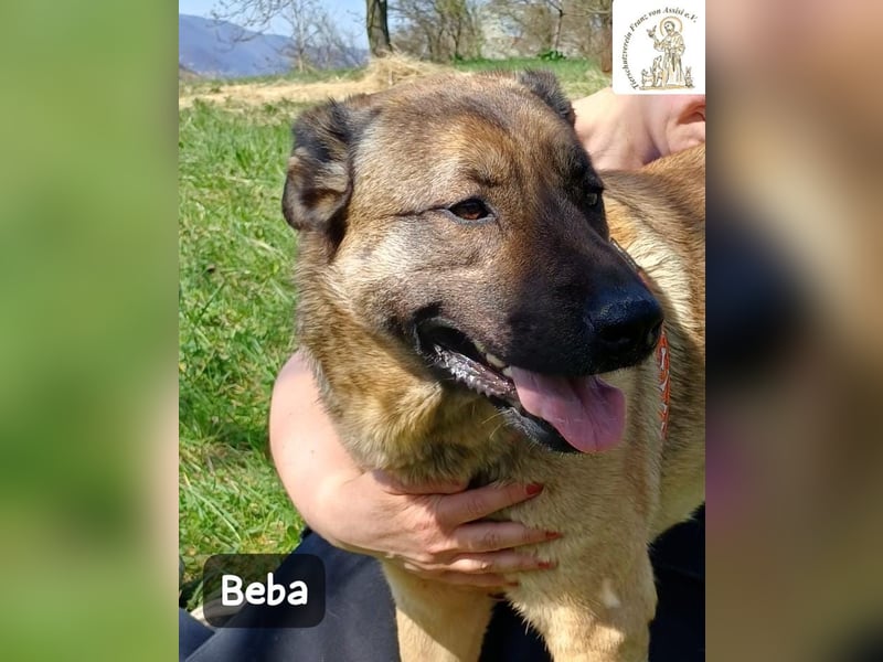 Beba – für Menschen, die das Echte suchen!