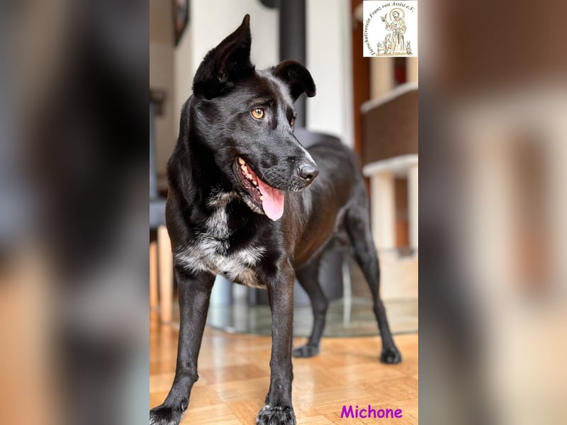 Michone –  Die Hündin, die jeden Tag zum Funkeln bringt