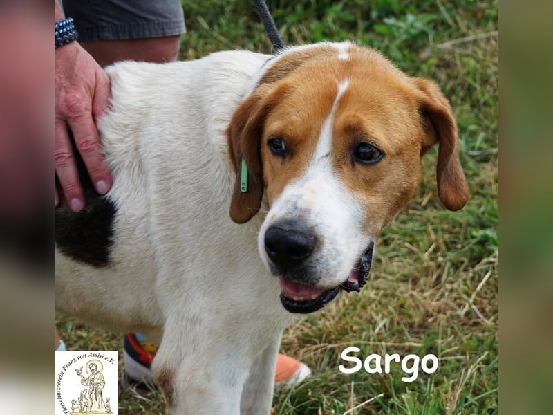 Sargo – stattlicher Kerl - sanft wie ein Schmetterling