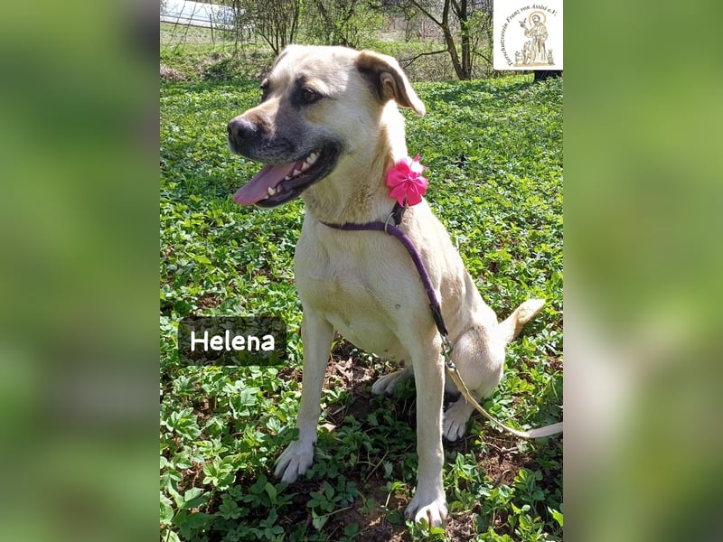 Helena – Schönheit mit Charakter und einem ganz besonderen Lächeln!