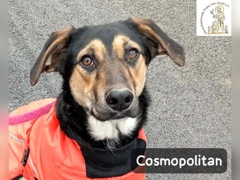 Cosmopolitan – am Anfang eines Weges, der gemeinsam entsteht!