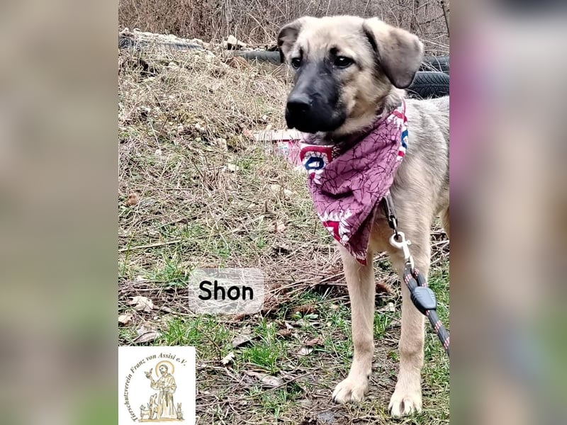 Shon – kleine Pfoten, große Augen und ein Plan, die Welt zu erobern!