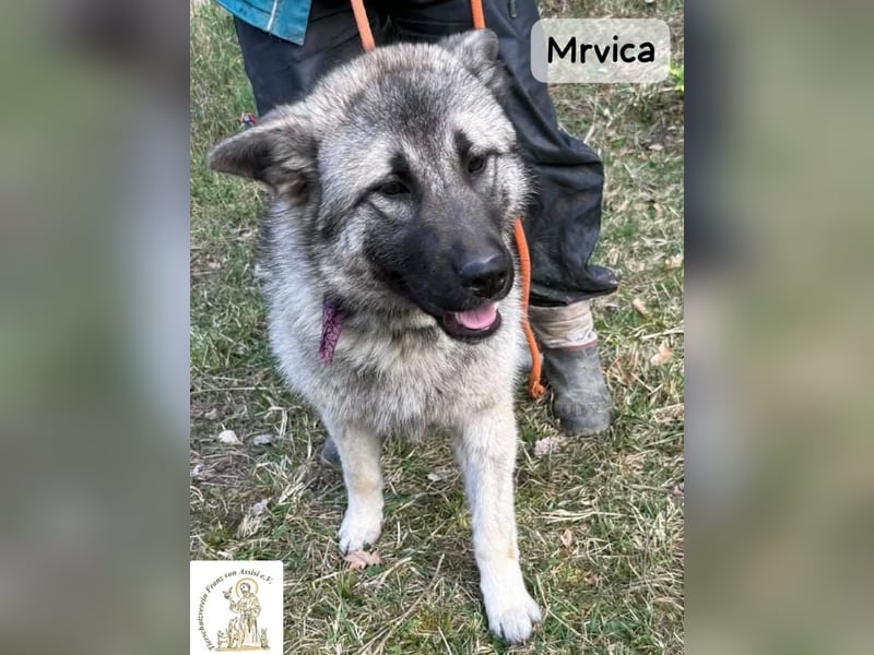 Mrvica – Schönheit mit Neugier auf das große Leben!
