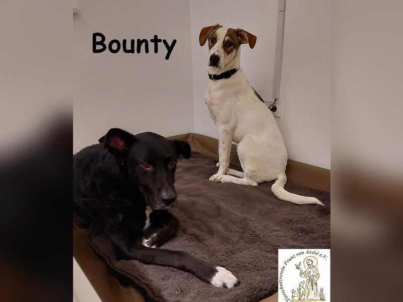 Bounty wird mutig und entdeckt die Welt